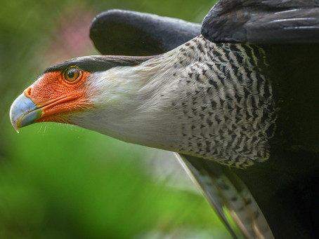 Nikkor 500mm f5.6E PF ED VR - Sublime Image Quality