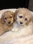COCKAPOO