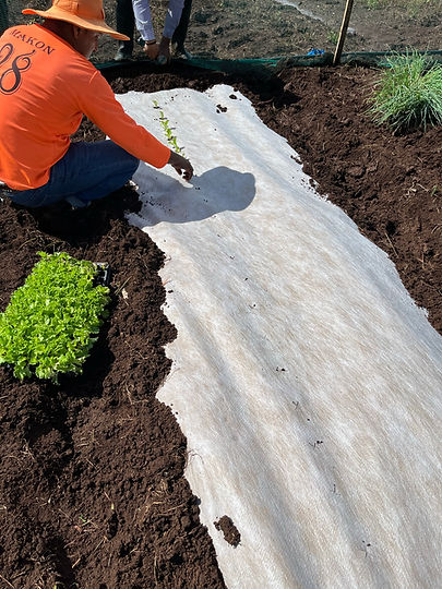 A farmer planting lettuce seedlings into the RootThru Max Weed Barrier.