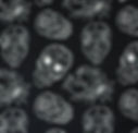 SugarSkulls sw