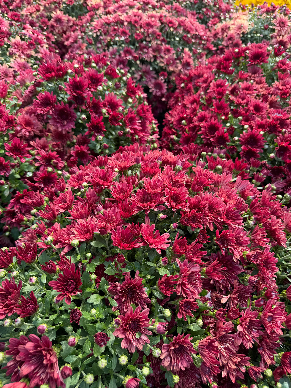 Cranberry - Red Mum