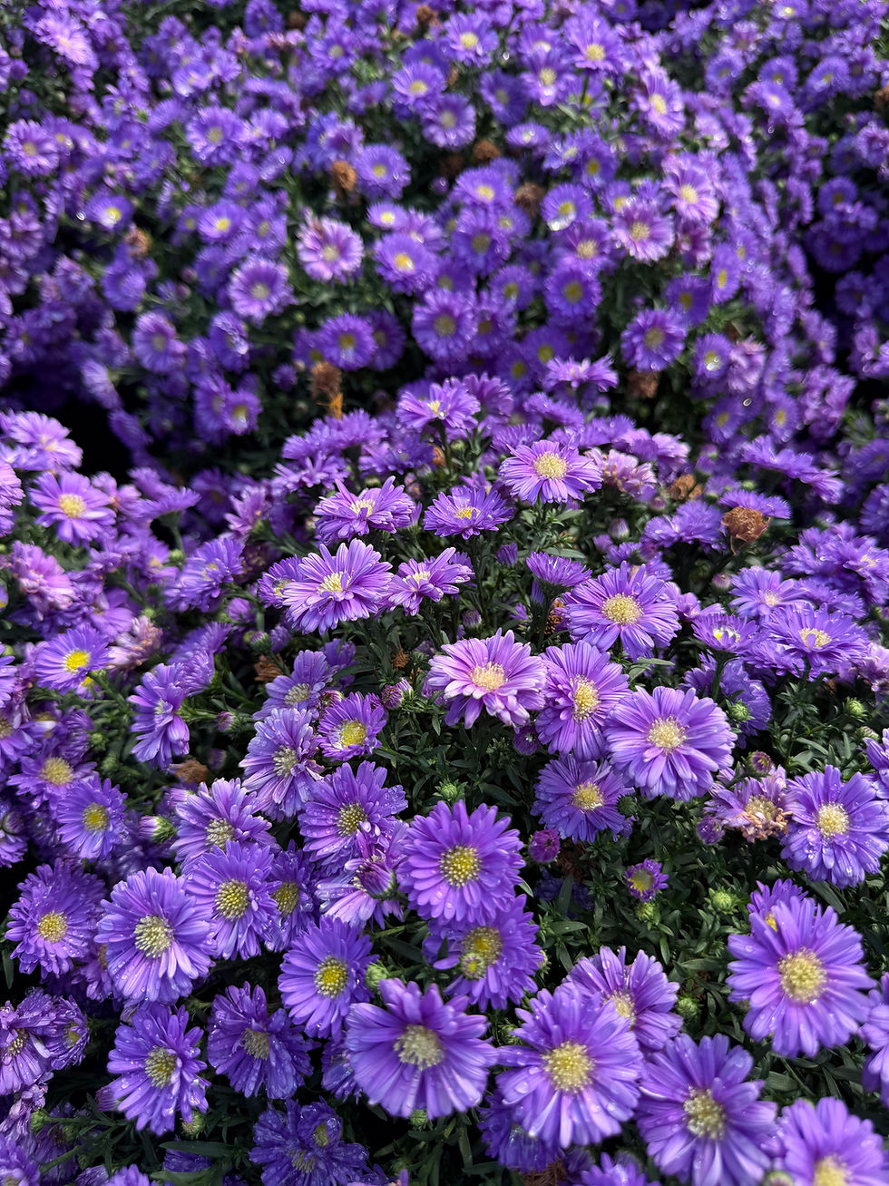 Grape - Purple Mum