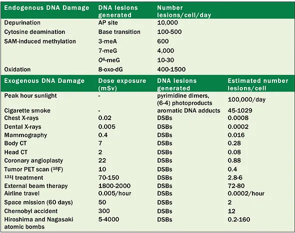 the dna damage response ciccialab