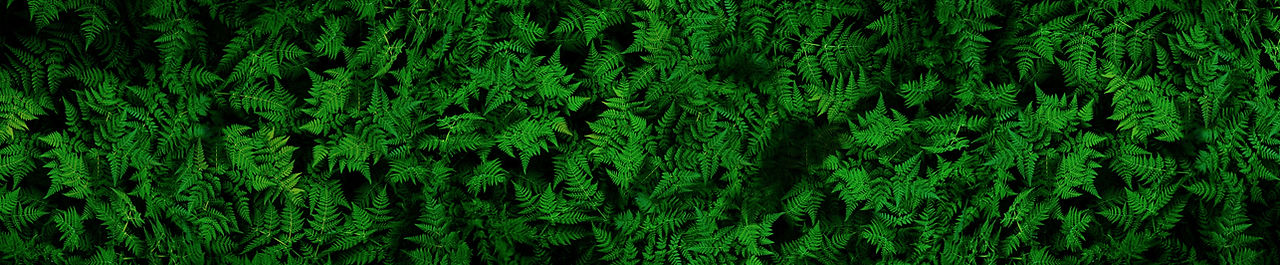 A background of Green Ferns from Above