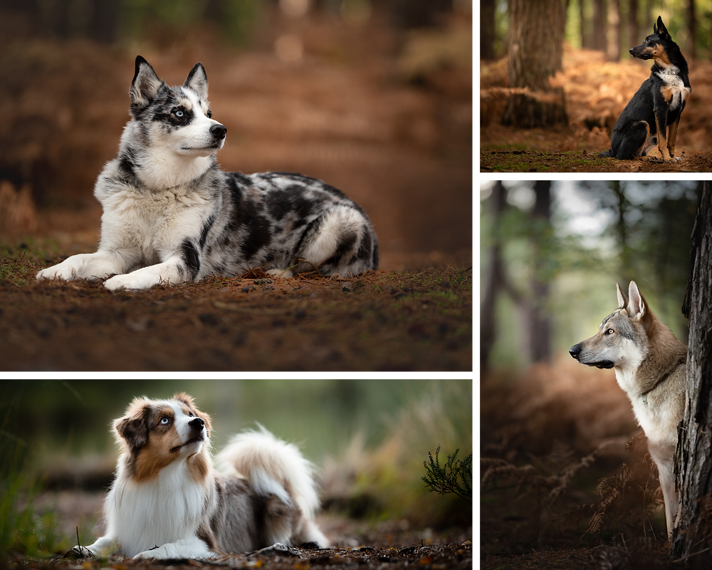 Photographs of dogs in woodland, by Somerset pet photographer Sarah Gibson
