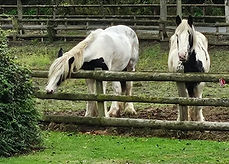 Heyr horses.jpeg