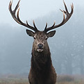 Cerf.jpeg