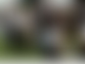 Greyhounds bring city folk to their knees