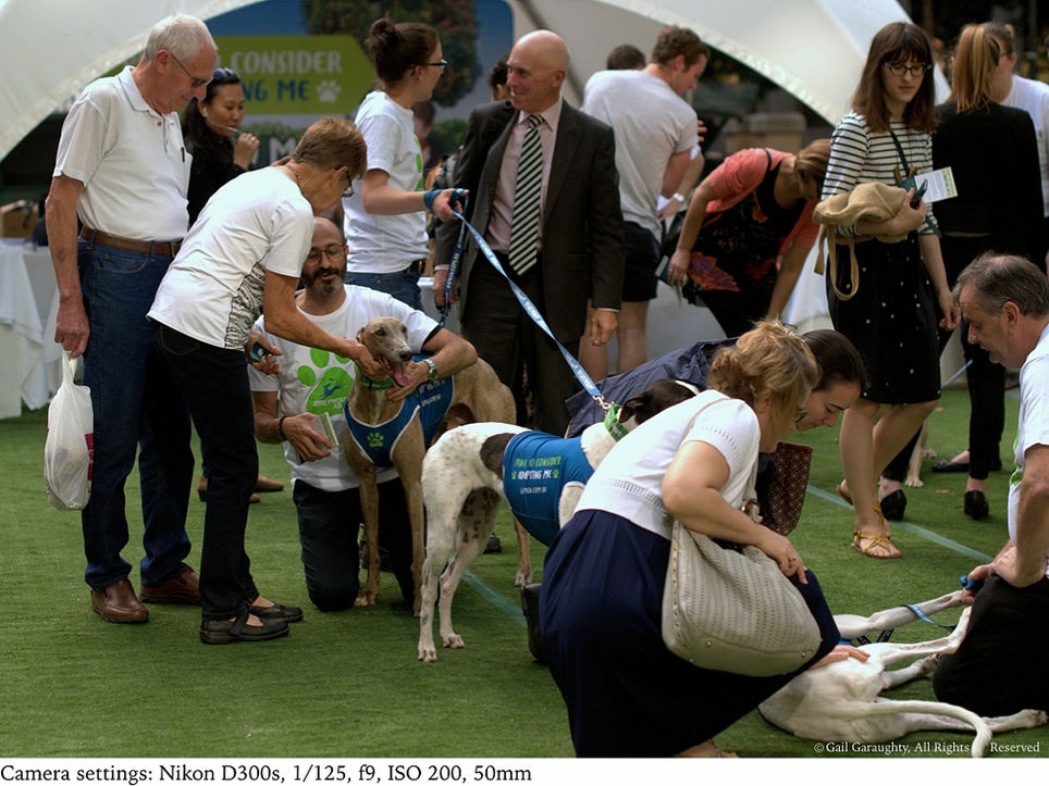 Greyhounds bring city folk to their knees