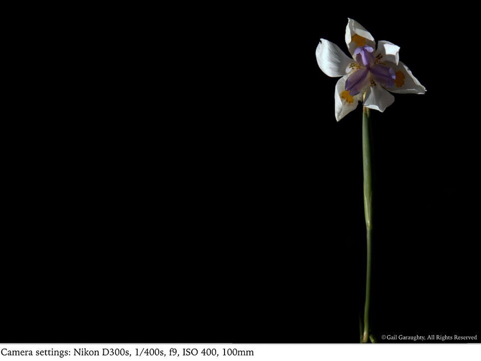 Lone iris