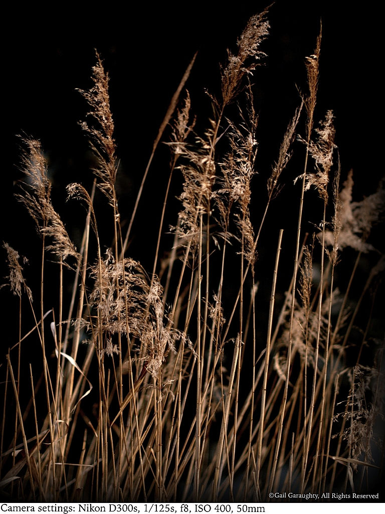 Reeds
