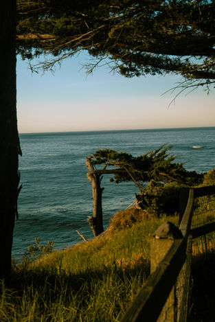 Coastal view with trees and ocean, bright day, and clear sky.