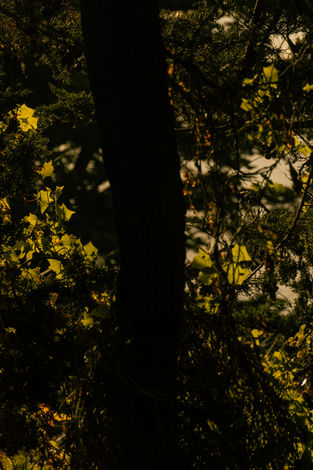 Tall, dark tree trunk with yellow leaves and bright sky background.
