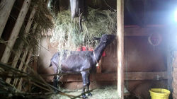 Marley loving this years crop of hay