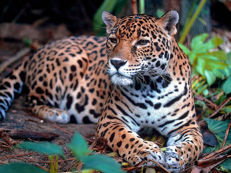 El Corredor Jaguar es una realidad en Colombia