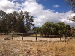 Round Yard Horse riding or Liberty