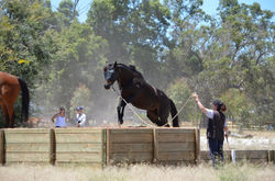 Horse riding and horseplay Obstacles