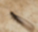 HGIC_insects_easternsubterraneantermite_16x9_edited.jpg
