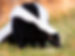 striped-skunk-portrait--warm-colors--black-and-white-stinky-skunk--1149579810-9b3380948b98