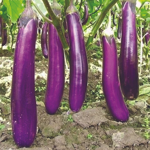 Eggplant Long Purple 30 Seeds Seed Mania