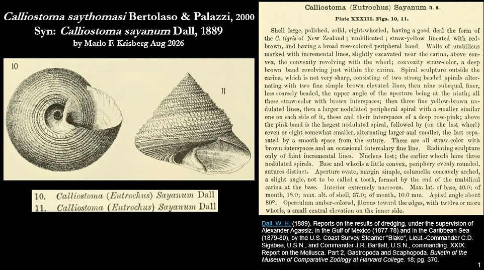 Calliostoma saythomasi Syn sayanum 1.jpg