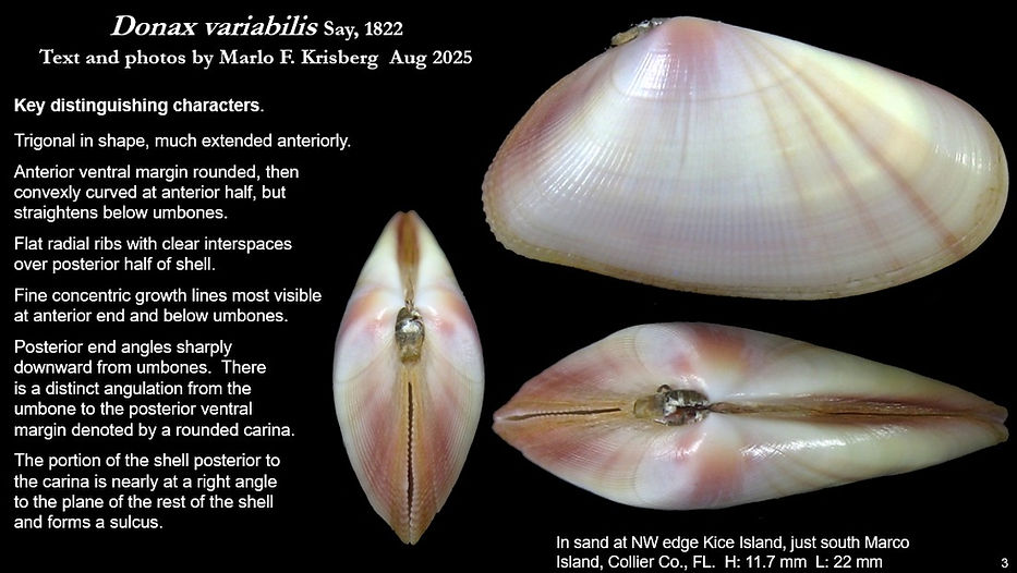 Donax variabilis 3.jpg