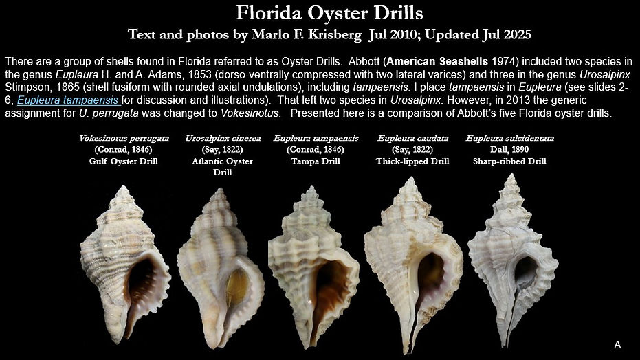Florida Oyster Drills.jpg