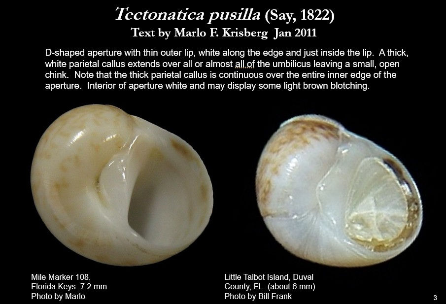 Tectonatica pusilla 3.jpg