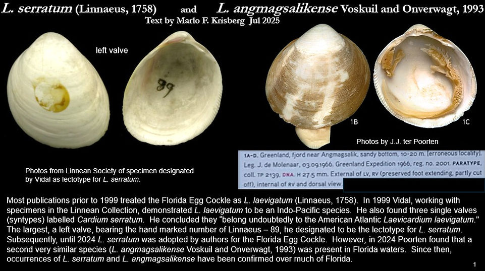 Laevicardium serratum 1.jpg
