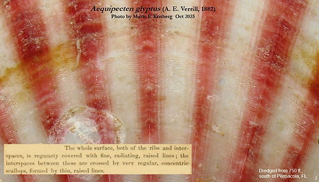 Aequipecten glyptus 2.jpg