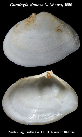Semele 5.jpg