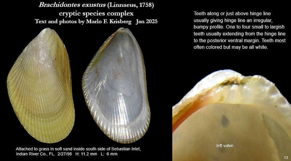 B. exustus 13.jpg