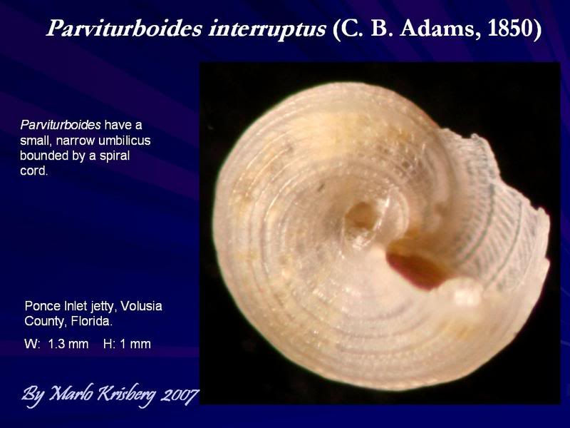 parviturboidesinterruptus_2552Cjpg3