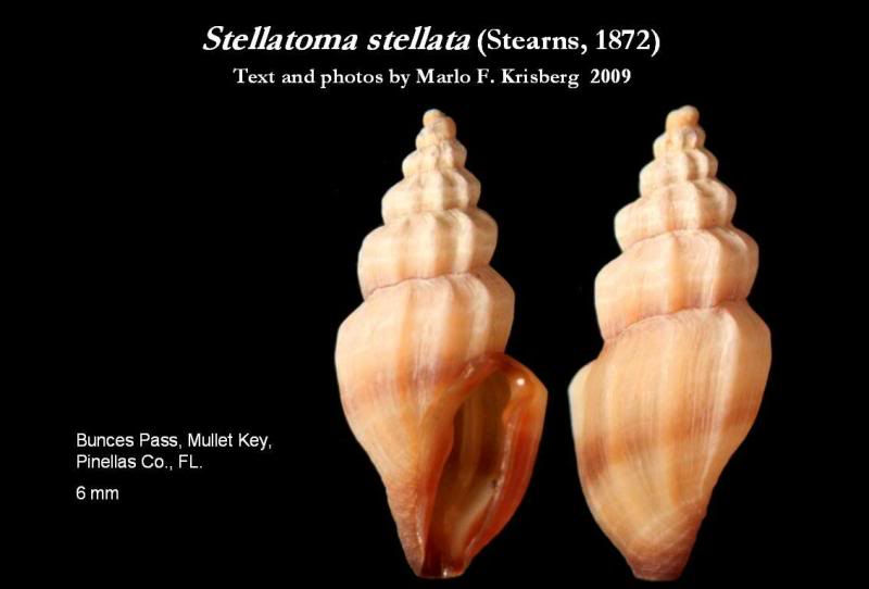 stellatomastellata13