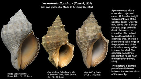 Stramonita floridana 3.jpg