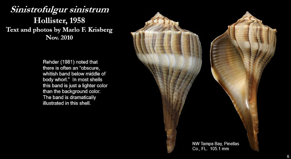 Sinistrofulgur sinistrum 6.jpg