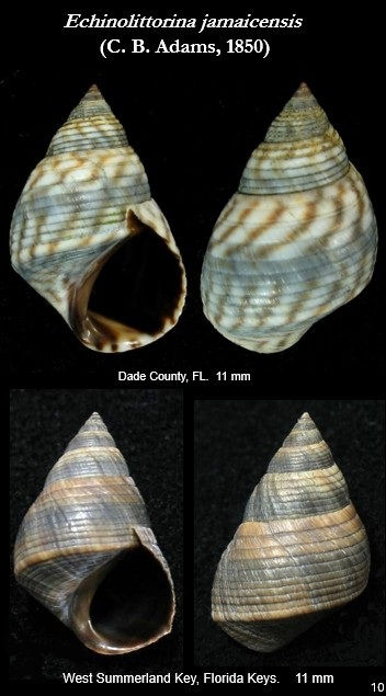 Littoraria 10.jpg
