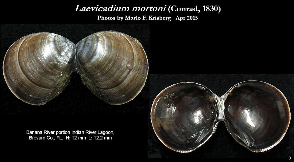 Laevicardium mortoni 9.jpg