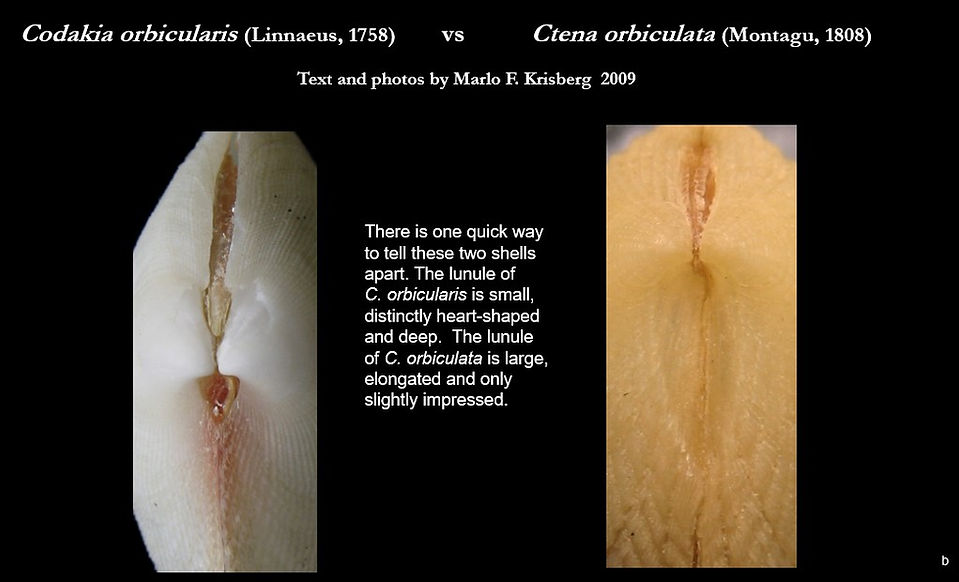 Codakia orbicularis b.jpg