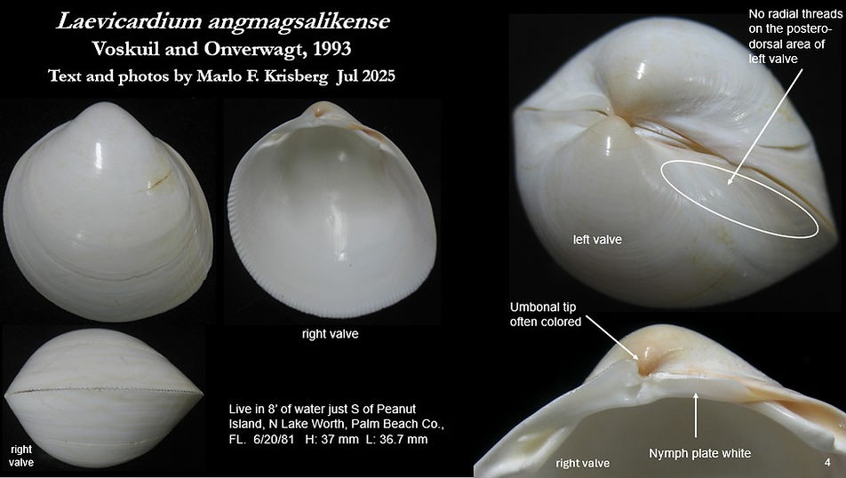 Leavicardium angmagsalikense 4.jpg