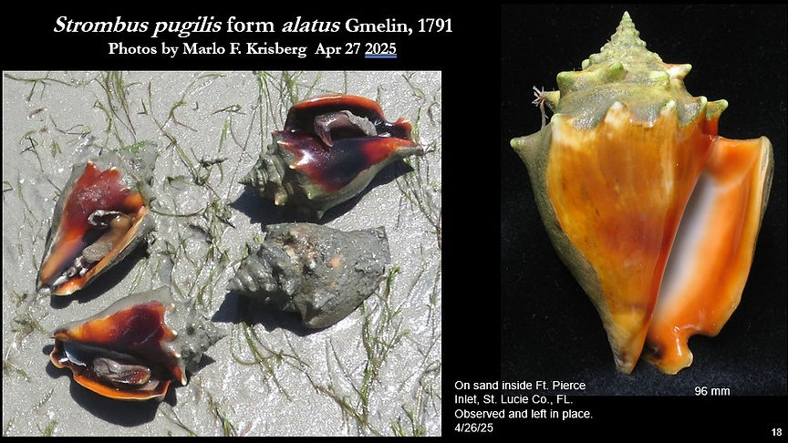 Strombus alatus  18.jpg