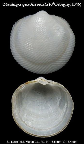 Lucinidae 16.jpg