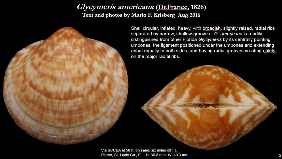 Glycymeris americana 2