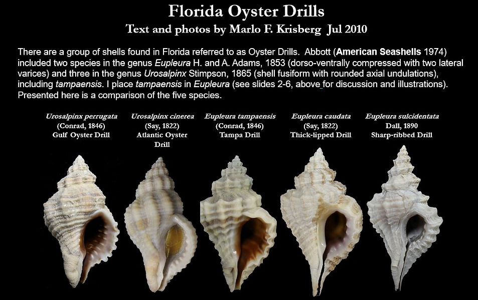 Florida oyster drills 1.jpg