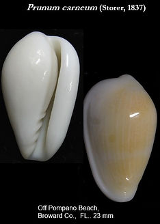 Prunum carneum.jpg