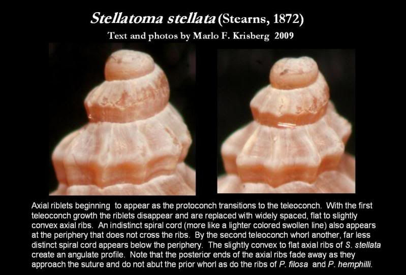 stellatomastellata4