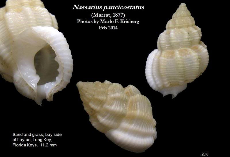 Npaucicostatus20-0