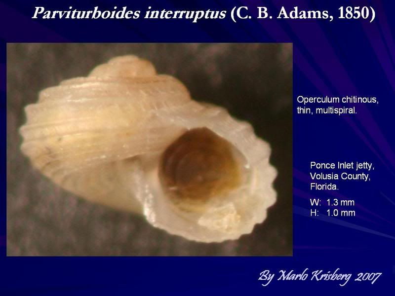 parviturboidesinterruptus_2552Cjpg2