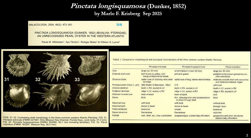 Pinctata longisquamosa 2.jpg