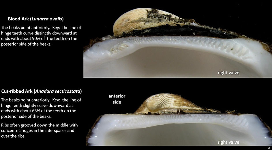 Ark's teeth 1.jpg